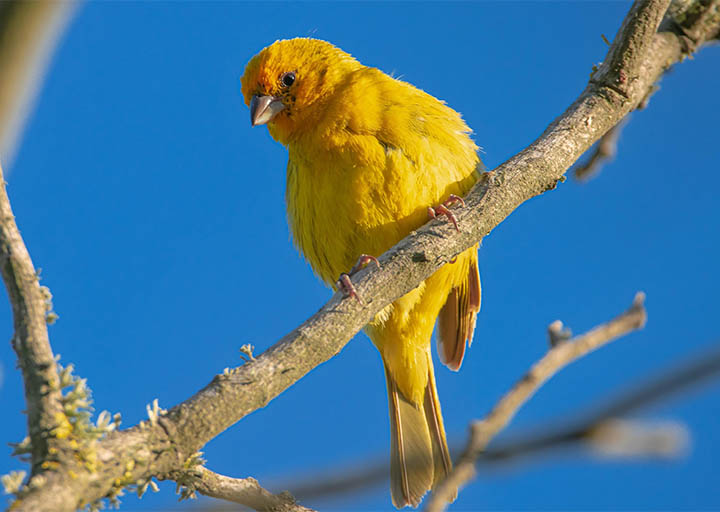 nepa-bird-watching-tour